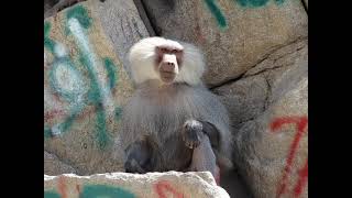 hamadryas baboon sounds [upl. by Ydnec]