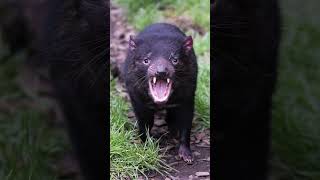 Four things you should know about Tasmanian Devil [upl. by Neelyt818]