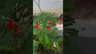 Caesalpinia pulcherrima flowers [upl. by Clive948]