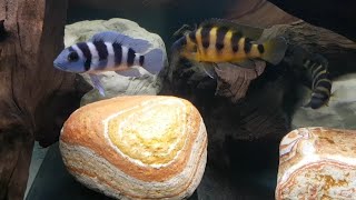 Neolamprologus tretocephalus  N sexfasciatus Kipili gold [upl. by Ihteerp217]