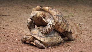 Surprising Tortoise Mating Moments Caught on Camera [upl. by Sheedy]