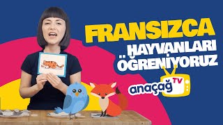 FRANSIZCA HAYVANLARI ÖĞRENİYORUZ  Fransızca Dersi  ANAÇAĞ TV [upl. by Zetnauq]