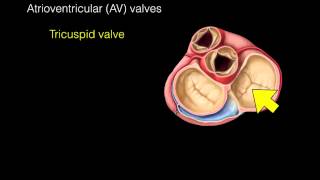 Heart Valves [upl. by Leahcimdivad]