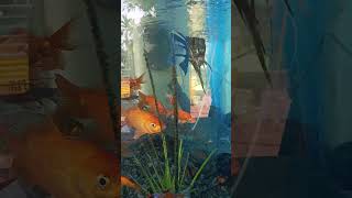 Fish 🐠🐟 tank in gold fish Aquarium set up relaxing relaxingmusic chillout [upl. by Gelb]