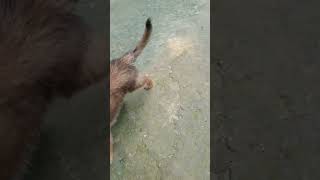 Puppy khane ke bad ghume jara hai shortsshortvideo [upl. by Hars]