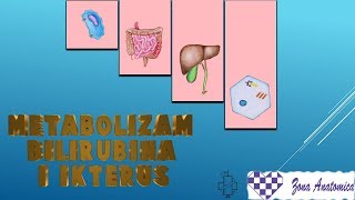 Metabolizam bilirubina i ikterus [upl. by Warrin]