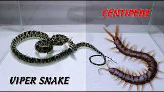 Viper Snake and Centipede [upl. by Salman]