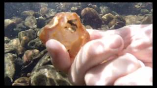 NSW Gem Fossicking Snorkeling  Gorgeous Orange Agate [upl. by Saticilef]