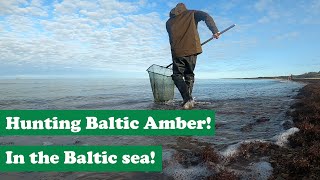 Hunting for the Baltic amber on the shores of the Baltic Sea [upl. by Ettenirt]