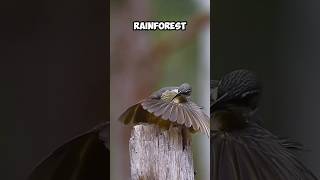 MATING GAMES Of RIFLEBIRD 😍 [upl. by Vachell884]