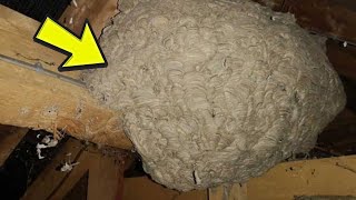 Homeowner Thought He Found a Wasp’s Nest But What Was Really Lurking In The Attic Was Much Worse [upl. by Aehtna639]