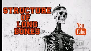 Structure of Long bone 🦴🦴 Skeletal system 💀☠️  bioscience anatomy and physiology nursing [upl. by Selwyn846]