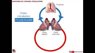 Anatomie de lappareil circulatoire360p [upl. by Kironde989]