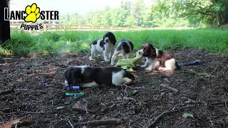 Beautiful English Springer Spaniel Puppies [upl. by Esiralc55]