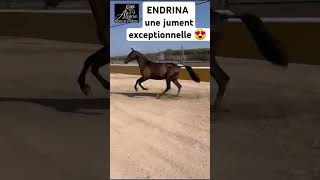 ENDRINA 3 ans pure race espagnole cheval relationdecomplicité [upl. by Farica]