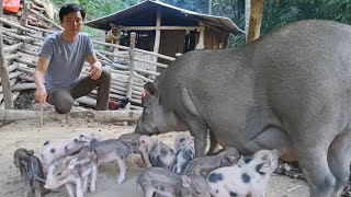 A herd of 10 new born wild boars Eighth herd of wild boar was born Green forest life ep305 [upl. by Tarrel]