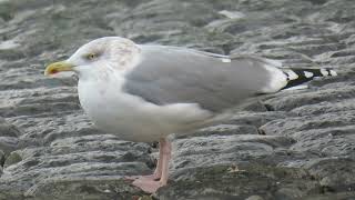 Herring Gull Larus argentatus Maasvlakte ZH the Netherlands 22 Nov 2024 93 [upl. by Heyde764]