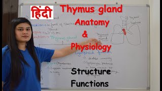 Thymus gland anatomy amp physiology in hindi  structure  functions  lymphoid and endocrine [upl. by Neetsyrk]