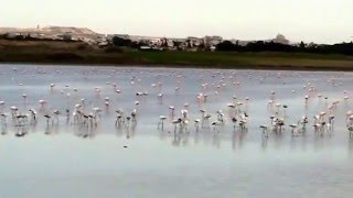 Mii de păsări flamingo pe Lacul Sărat din Larnaca 3 ianuarie 2016 [upl. by Rednaeel]