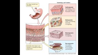 Zellverbindungen Histologie Vorlesung Zellbiologie Teil 16 [upl. by Fesuoy]