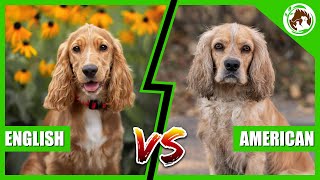 English Cocker Spaniel Vs American Cocker Spaniel Which One is Better [upl. by Campbell565]