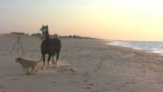 Horse and Dogs Playing at the Beach [upl. by Hayidah540]