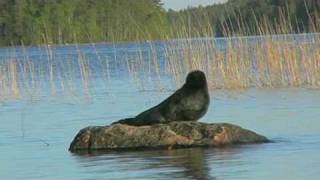 Saimaa Ringed Seal on the Rock [upl. by Neeuq]