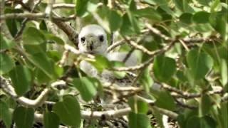 Nevada Goshawk Nest [upl. by Weywadt]