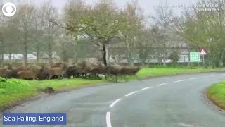 Herd of deer runs across road in England [upl. by Anoirtac]