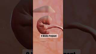 Creation of embryo embryo embryology pregnancy pregnant medicine [upl. by Gabler]