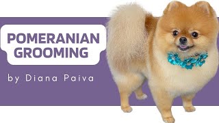 POMERANIAN GROOMING TUTORIAL  How to groom a Pomeranian Step by Step [upl. by Notlehs]