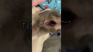 Pet trend rats pets artist cute funny trend blowup viralvideo fyp [upl. by Rebmeced899]