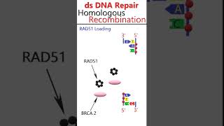 Homologydependent double strand DNA break repair animation csirnetgate [upl. by Abdella]