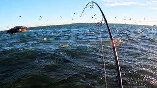 Wind Put Surfcasting Fish on the Beach [upl. by Marabelle]