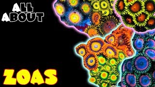 All About Zoas [upl. by Ettesyl]