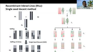 Development of Mapping populations [upl. by Ursola]