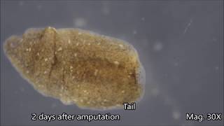 Planaria Regeneration Timelapse [upl. by Lisabet]