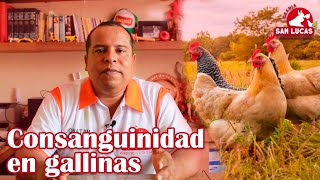 Hablemos de la consanguinidad en gallinas  Granja San Lucas [upl. by Eivod]