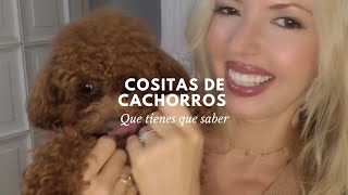 Cositas de cachorros que tienes que saber [upl. by Mintun935]