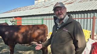 Barry Stretton amp Hendrik Strydom give us some background on the Shorthorn and their National auction [upl. by Hudis]