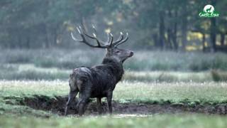 cerf brame après un combat  parc sainte croix septembre 2016 [upl. by Refinaj838]