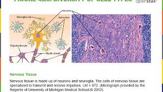 Introduction to Cytology Part 1 [upl. by Darin]