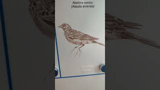 El canto de los pájaros Alondra común [upl. by Eitsrik]