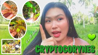 THE WENDTII  TYPES OF CRYPTOCORYNES🌱 Vlog9 Aleonahs Aqua Culture [upl. by Naujat]