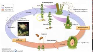 Bryophyte Lifecycle [upl. by Amri]