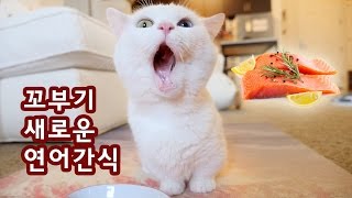 꼬부기가 좋아하는 연어 간식 Cat Salmon Treat [upl. by Cilla751]