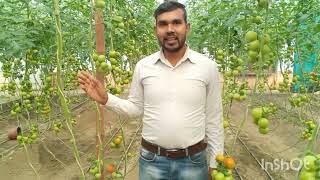 Tomato 🍅 farming Poly house me tamatar ki kheti [upl. by Farrow]