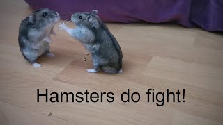 Hamsters do Fight [upl. by Janos]