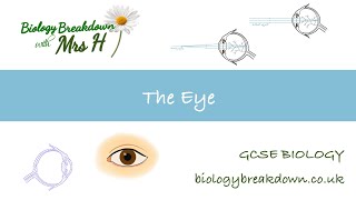 The Eye  GCSE Biology [upl. by Burwell]