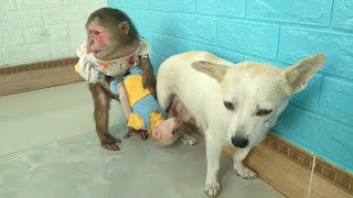 Best Compilation videos  Baby monkey Su KuKu MiMi Puppy and Mother Dog [upl. by Nigen226]